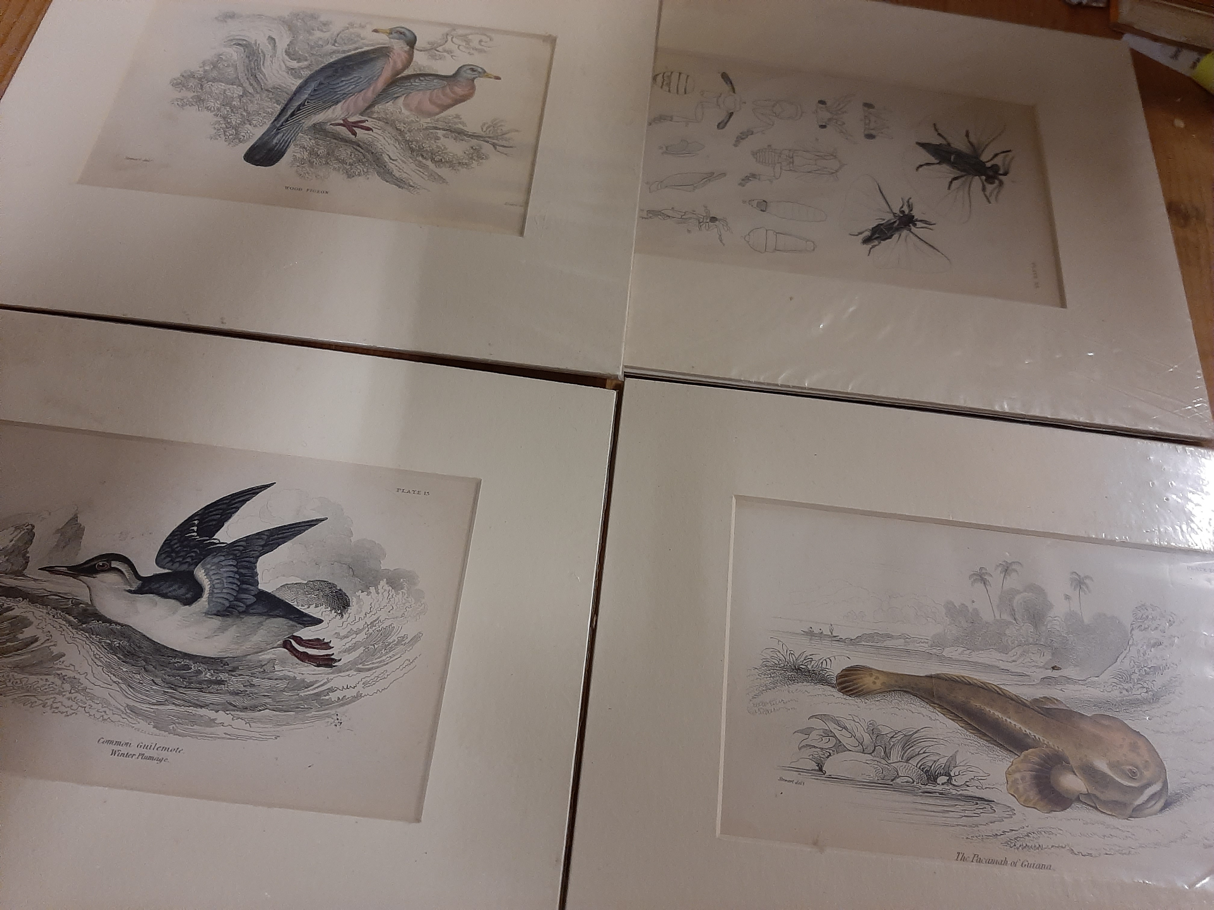 Birds & Animals, incl "Jackdaw" Book, signed Prints & Engravings - Image 2 of 3