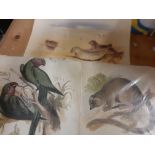 Birds & Animals, incl "Jackdaw" Book, signed Prints & Engravings