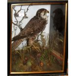 Taxidermy buzzard in a naturalistic case with glazed front and sides, (pre-1947), 46cm wide