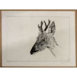 •AR Joseph Hecht (1891-1951), Deer head, black and white etching, signed lower right and numbered