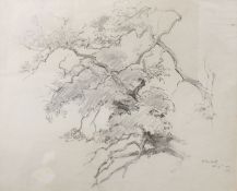 Arthur Gerald Ackermann, RI, (1876-1960), "Tree study at Scotney Castle, 1911", pencil drawing,