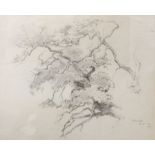 Arthur Gerald Ackermann, RI, (1876-1960), "Tree study at Scotney Castle, 1911", pencil drawing,