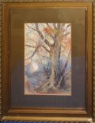 Joseph Holland Tringham (1861-1908), "A Forest Oak, New Forest", watercolour, signed lower right, 27