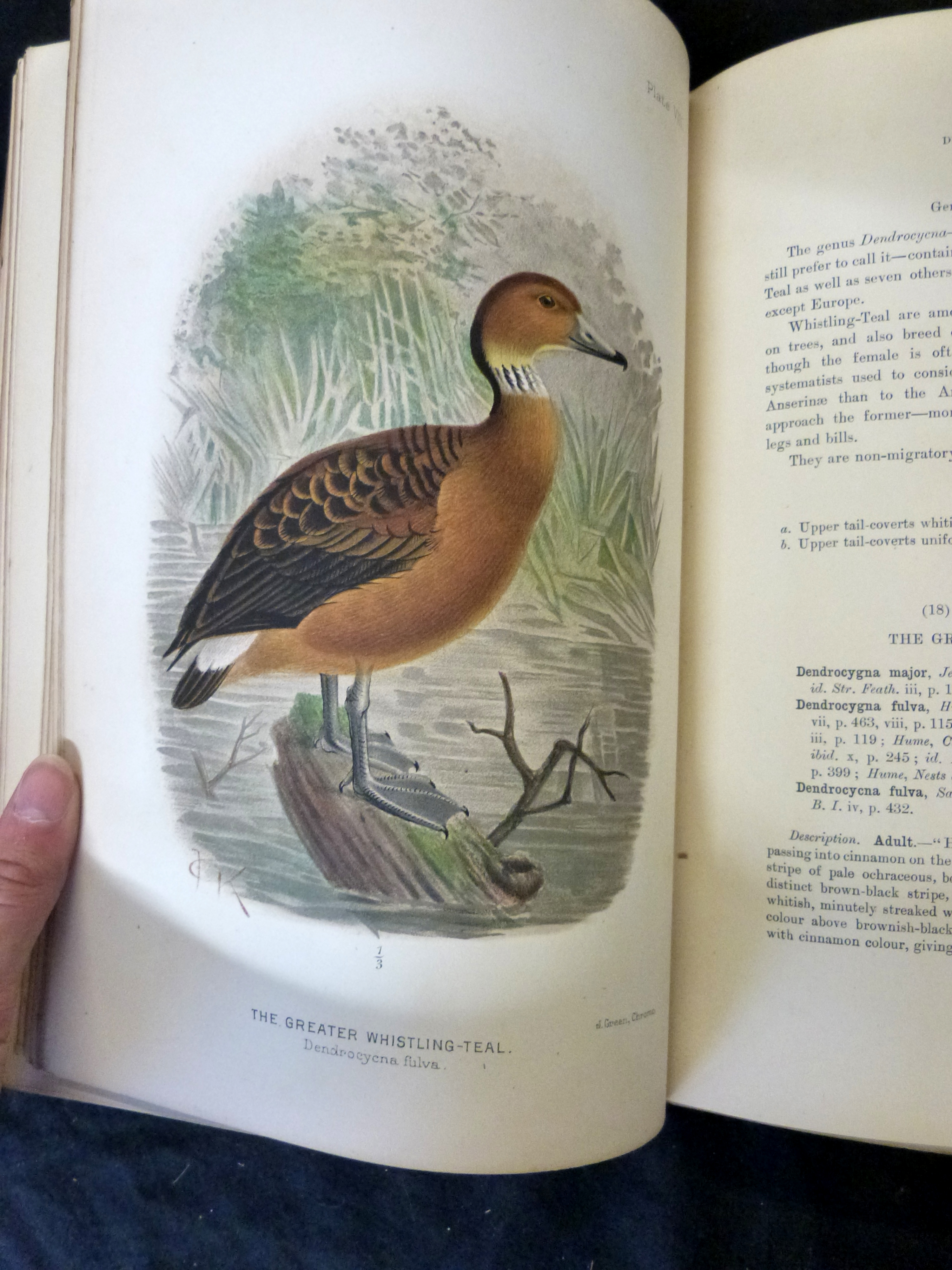 EDWARD CHARLES STUART BAKER: THE INDIAN DUCKS AND THEIR ALLIES, ill Henrik Gronvold, George Edward - Image 5 of 6