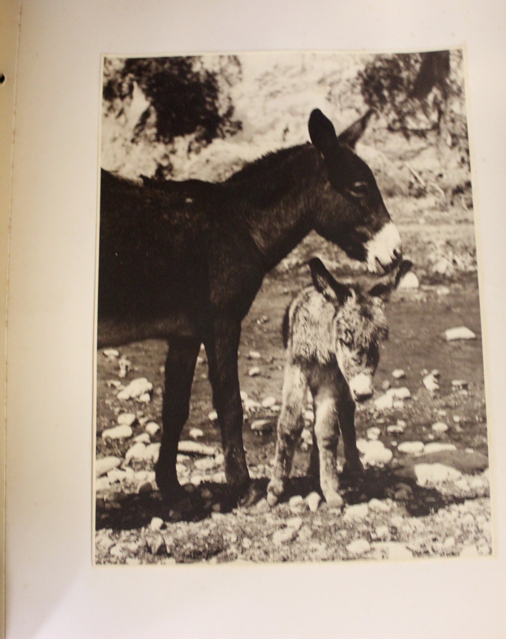 ANDRE ROOSEVELT: ANDEAN PARADISE, Quito Ecuador Candido Oriz Sanchez, 1939 (100), de luxe edition, - Image 4 of 4