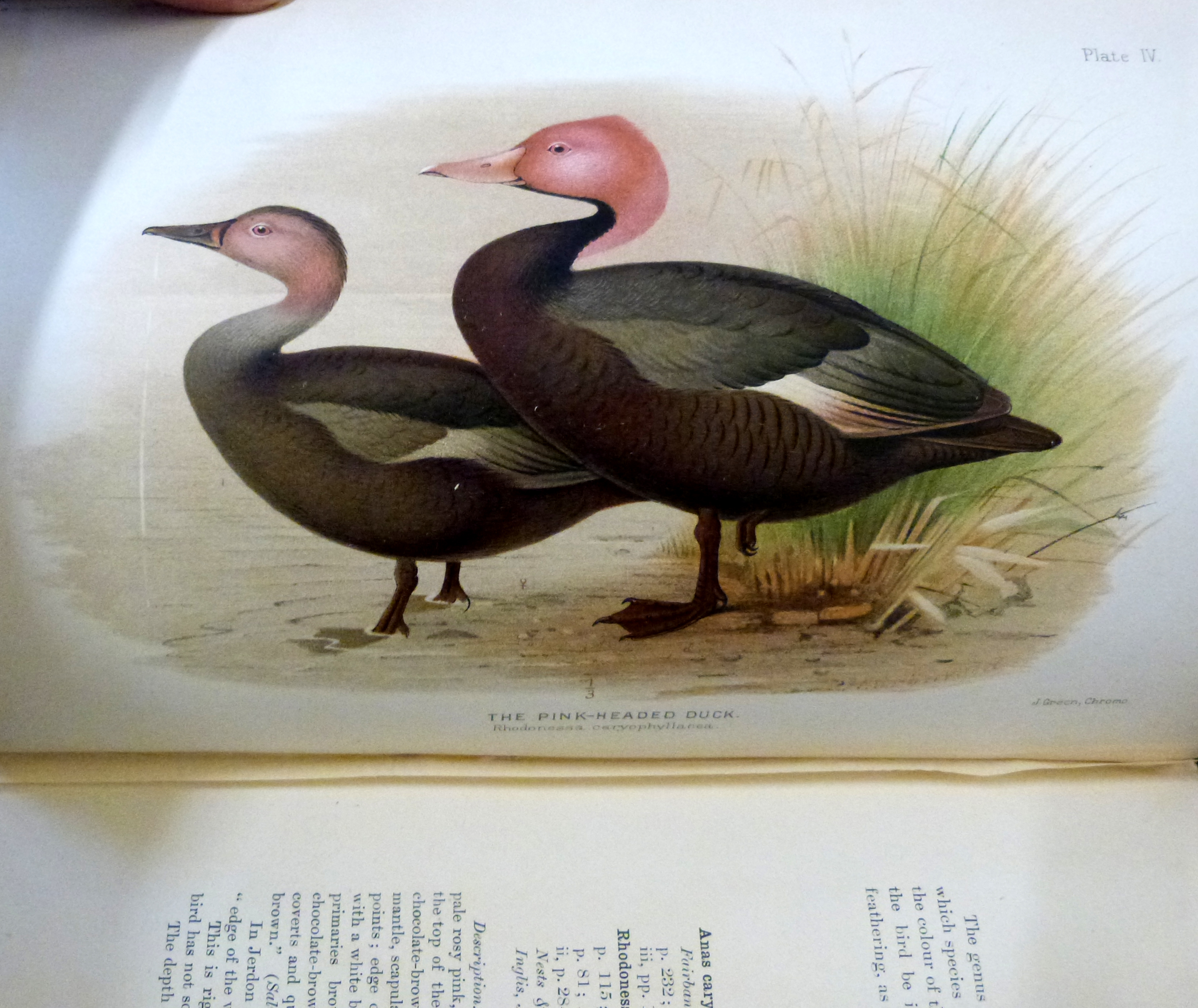 EDWARD CHARLES STUART BAKER: THE INDIAN DUCKS AND THEIR ALLIES, ill Henrik Gronvold, George Edward - Image 6 of 6