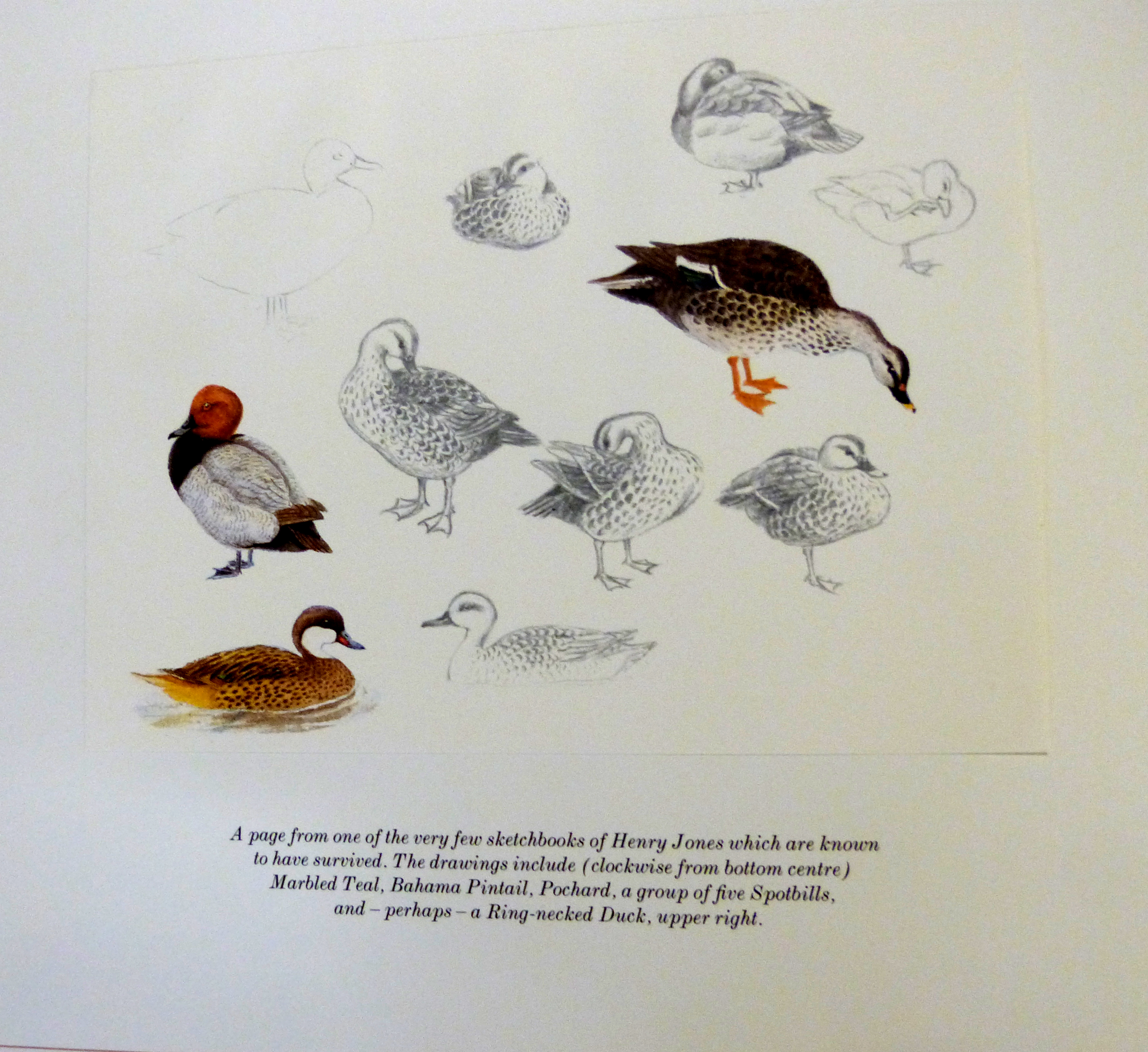 PETER J S OLNEY: THE WILDFOWL PAINTINGS OF HENRY JONES, foreword Sir Peter Scott, London, - Image 3 of 5