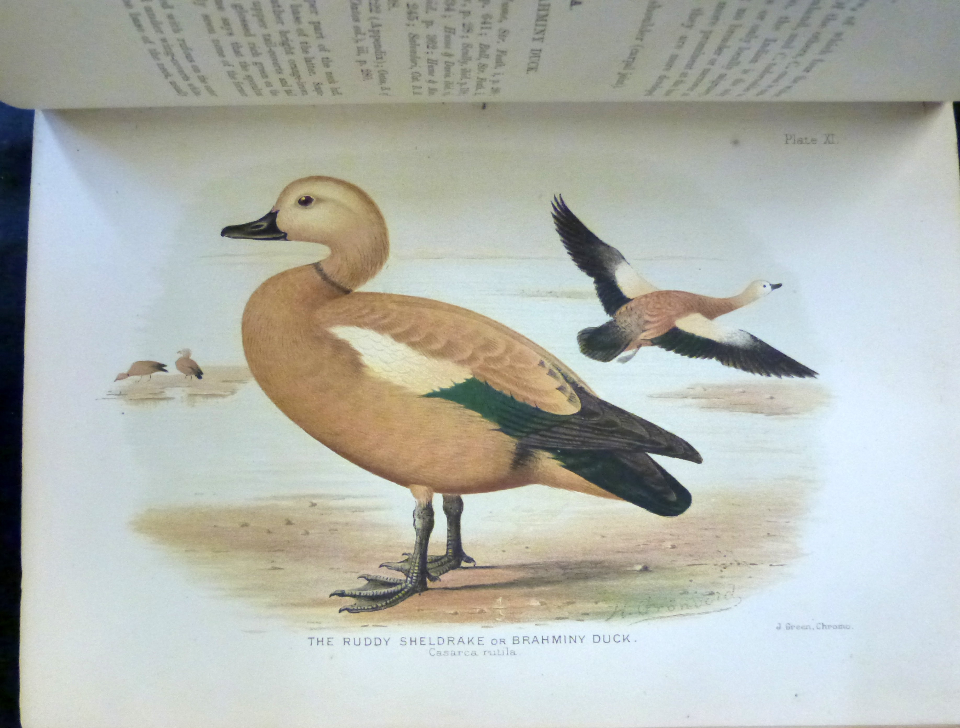 EDWARD CHARLES STUART BAKER: THE INDIAN DUCKS AND THEIR ALLIES, ill Henrik Gronvold, George Edward - Image 4 of 6