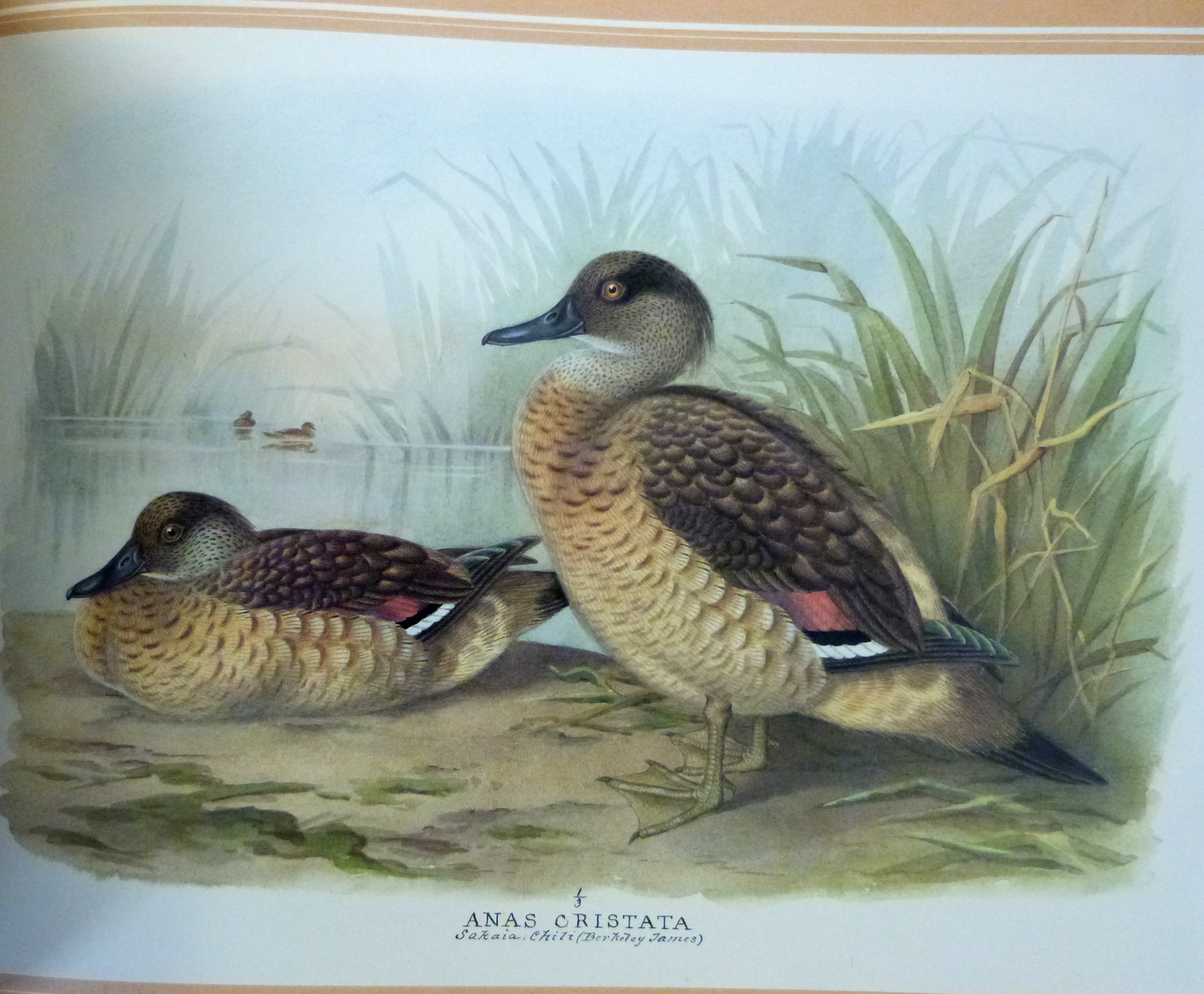 PETER J S OLNEY: THE WILDFOWL PAINTINGS OF HENRY JONES, foreword Sir Peter Scott, London, - Image 5 of 5