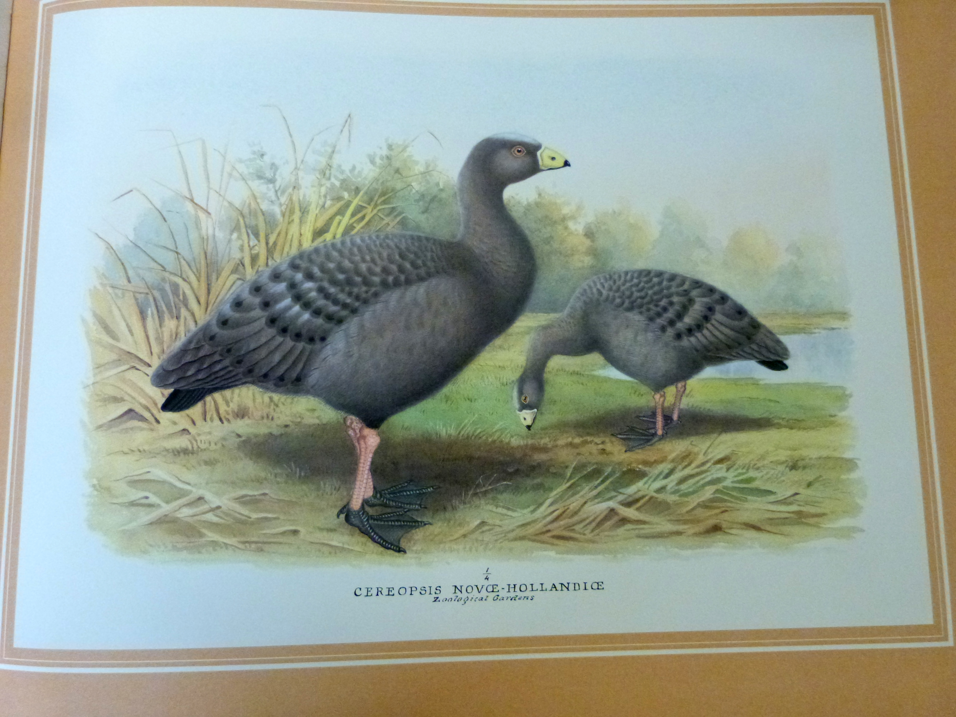 PETER J S OLNEY: THE WILDFOWL PAINTINGS OF HENRY JONES, foreword Sir Peter Scott, London, - Image 4 of 5