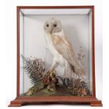 Taxidermy Cased Barn Owl in naturalistic setting, 44 x 35cm, (pre-1947)