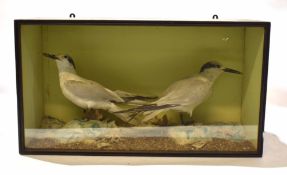 Taxidermy cased pair of gulls in naturalistic setting, by H N Pashley of Cley, 34 x 60cm
