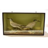 Taxidermy cased pair of gulls in naturalistic setting, by H N Pashley of Cley, 34 x 60cm