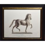 Pair of late 20th century reproduction sepia prints of prancing horse statuary "Cavallo", 39cm x