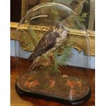 Taxidermy of a hobby on a stump with natural habitat on an ebonised socle and under an oval glass