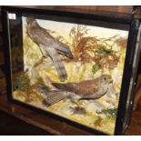 Pre-1947 ebonised and glazed cased taxidermy of a sparrowhawk and a kestrel in naturalistic setting,