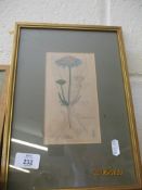 SMALL FRAMED BOTANICAL PRINT, POSSIBLY A BOOK PLATE, TOTAL WEIGHT INC FRAME 22CM