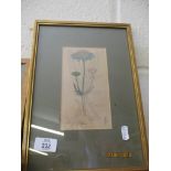 SMALL FRAMED BOTANICAL PRINT, POSSIBLY A BOOK PLATE, TOTAL WEIGHT INC FRAME 22CM