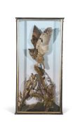 Taxidermy cased pair of Long-eared Owls, in naturalistic setting, 112 x 56cm