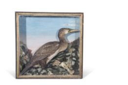 Taxidermy cased Gannet in naturalistic setting, 64 x 64cm