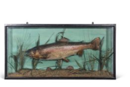Taxidermy cased salmon in naturalistic setting, 46 x 91cm