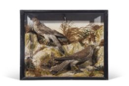 Taxidermy cased sparrowhawk and kestrel in naturalistic setting, 43 x 55cm