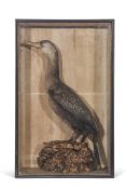 Taxidermy cased Cormorant on naturalistic base, 74 x 45cm