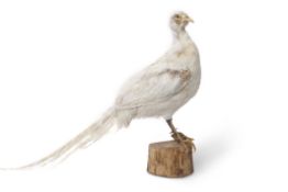 Taxidermy cased White Pheasant on naturalistic base