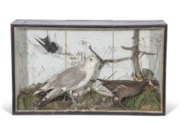 Taxidermy cased dull Moorhen and two other birds, in naturalistic setting, 48 x 81cm (a/f)