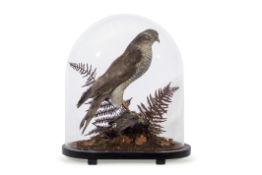Taxidermy sparrowhawk, in domed case, on naturalistic base, 40cm high