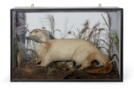 Taxidermy cased Otter in naturalistic setting by Roberts & Son, 55 x 83cm