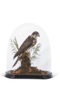 Taxidermy domed Hobby on naturalistic base, 40cm high