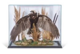 Taxidermy cased Marsh Harrier with wings spread on naturalistic base, 63 x 79cm