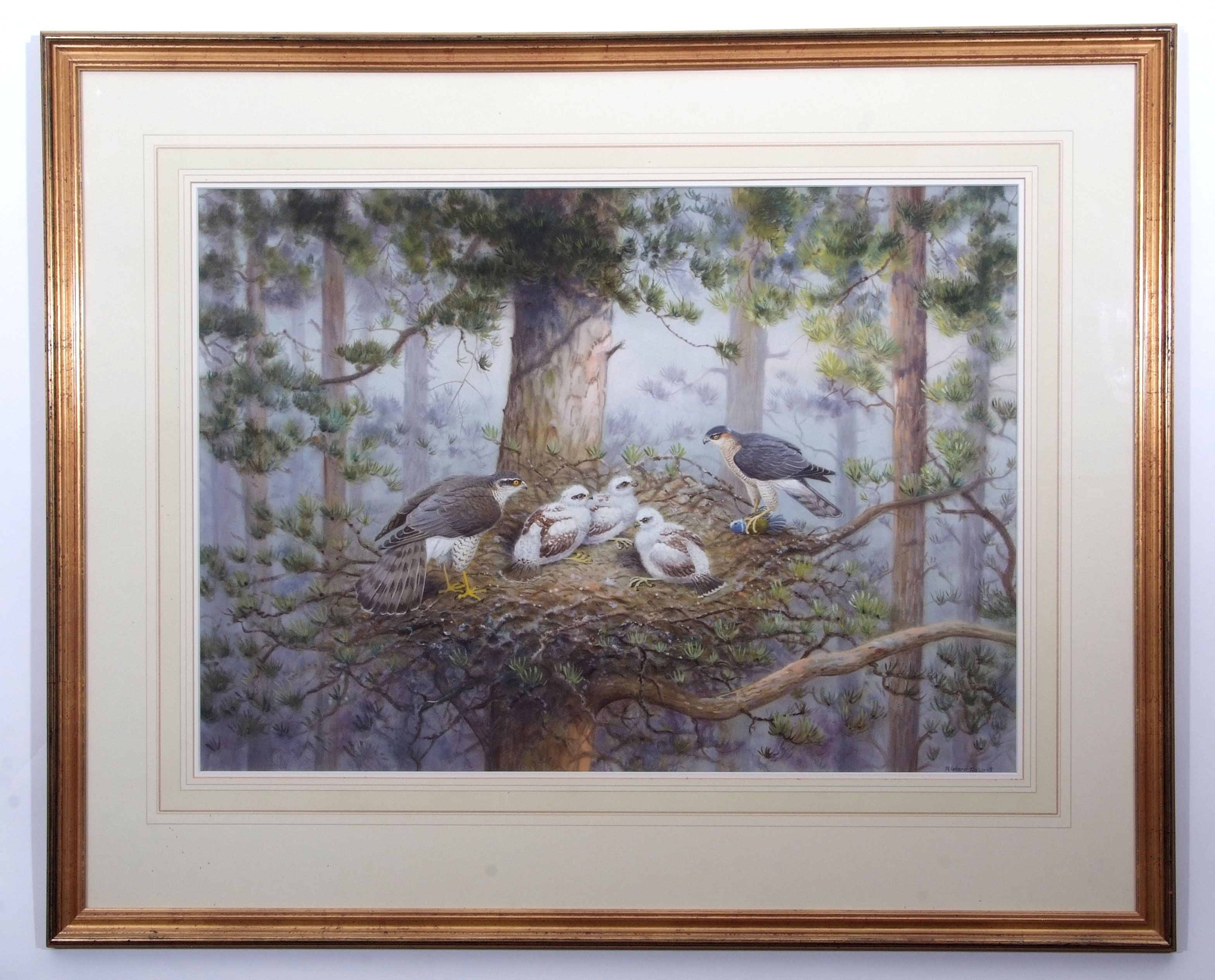 AR Richard Robjent (Born 1937), Pair of Sparrowhawk at Their Nest, watercolour, signed lower - Image 2 of 2