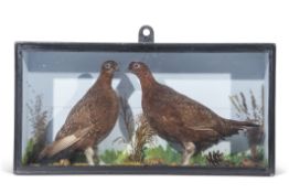 Taxidermy cased pair of partridge in naturalistic setting, 30 x 59cm