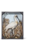 Taxidermy cased Spoonbill in naturalistic setting, 66 x 52cm