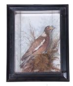 Taxidermy cased brown pigeon in naturalistic setting by George Bazeley, 13 Marefair, Northampton, 40