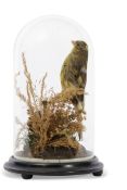 Taxidermy domed canary on naturalistic base by T E Gunn, 47 St Giles Street, Norwich, 24cm high