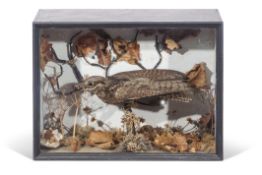 Taxidermy cased Nightjar in naturalistic setting, 30 x 41cm