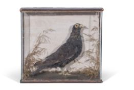 Taxidermy cased pigeon in naturalistic setting, 36 x 39cm