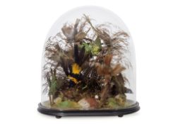 Taxidermy domed group of birds including Golden Oriole, on naturalistic base, 42cm high