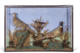 Taxidermy cased pair of pheasants in naturalistic setting, 73 x 104cm