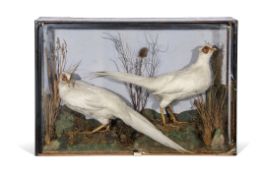 Taxidermy cased pair of albino pheasants in naturalistic setting, 53 x 78cm