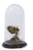 Taxidermy domed canary on naturalistic base, 25cm high (a/f)
