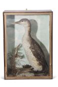 Taxidermy cased Sea Bird in naturalistic setting, 60 x 43cm