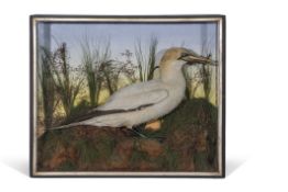 Taxidermy cased seabird in naturalistic setting, 63 x 78cm