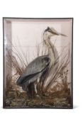 Taxidermy cased Heron in naturalistic setting, 91 x 70cm