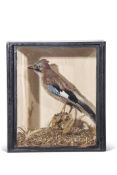 Taxidermy cased Jay in naturalistic setting, 38 x 34cm