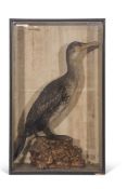 Taxidermy cased Cormorant on naturalistic base, 74 x 45cm