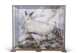 Taxidermy cased Mountain Hare in naturalistic winter setting, 64 x 72cm. Provenance: Sworders 05/
